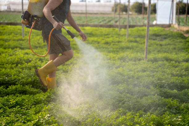 Best Wasp Removal Services  in Storm Lake, IA