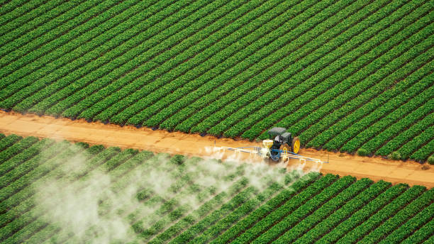 Best Ant Control Services  in Storm Lake, IA